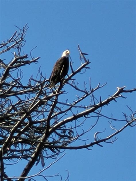 Bald Eagle Duxbury MA Sept 2023 Flickr