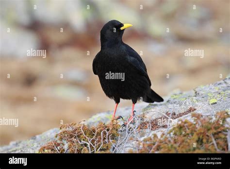 Chough bird hi-res stock photography and images - Alamy