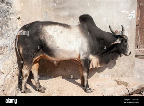 Top 999 Indian Cow Images Amazing Collection Indian Cow Images Full 4k