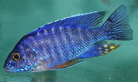 Pseudotropheus Elongatus Mpanga Stock Image Image Of African Tank