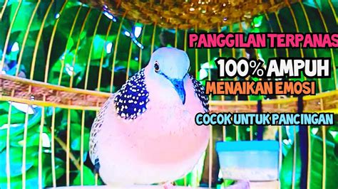 Panggilan Terpanas Mengundang Emosi 100 Ampuh Cocok Untuk Pancingan