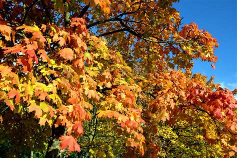 Kostenlose Bild Baum Blatt Natur Herbst Wald Blätter Laub Pflanze