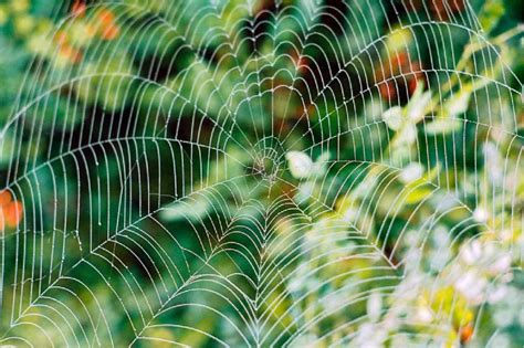 Spider Web Symmetry Corel Discovery Center