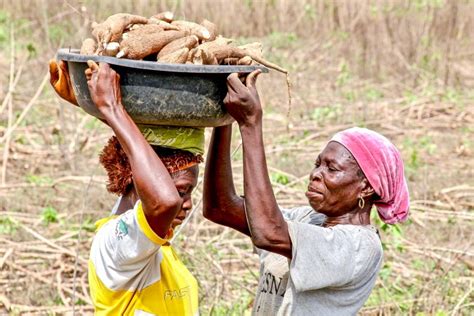 Cassava Harvesting In Nigeria