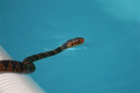 7 Ways To Keep Snakes Away From Swimming Pools | BeatPests