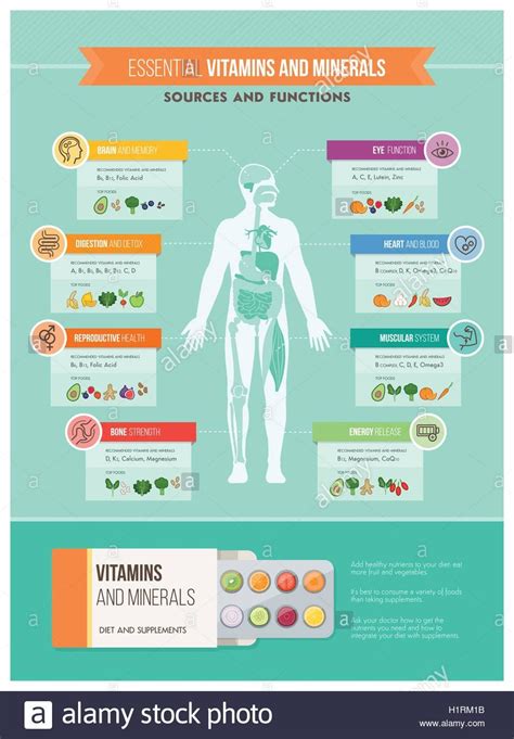 Infografia Sistema Muscular Artofit