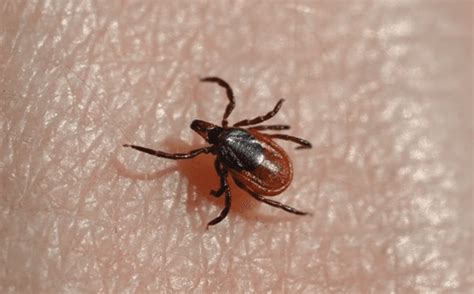 Deer Ticks In The Sacramento Region What To Do About Them