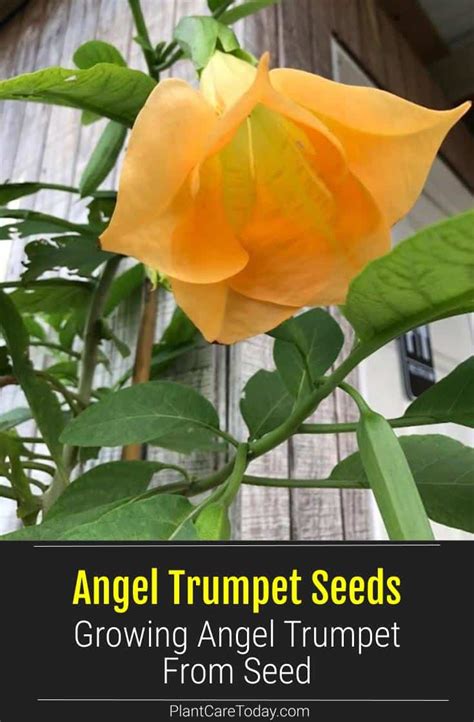 How To Grow Brugmansia Angel Trumpet Plants From Seed