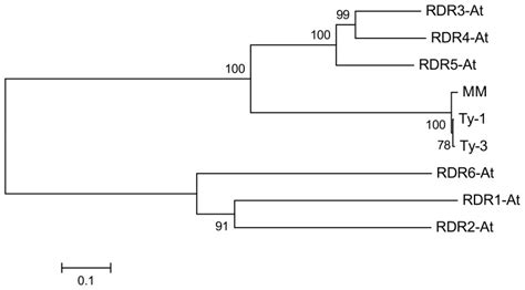 The Tomato Yellow Leaf Curl Virus Resistance Genes Ty 1 And Ty 3 Are