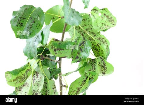 Black Spot Of Pear Scab Of Pear A Fungal Disease Of Pear Trees Caused By Venturia Pyrina