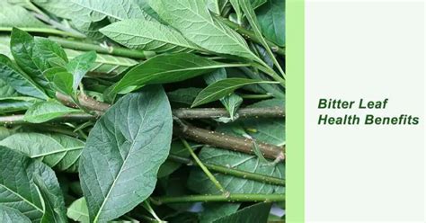 Important Health Benefits Of Bitter Leaf Vernonia Amygdalina