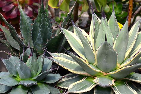 How To Grow And Care For Agave Succulents Thearches