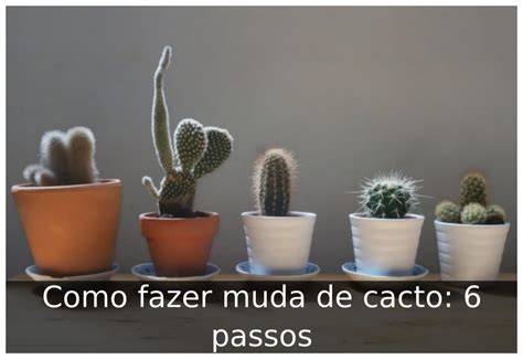 Como Fazer Muda De Cacto 6 Passos