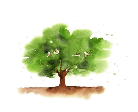 660+ Tree Top View Stock Illustrations, Royalty-Free Vector Graphics ...