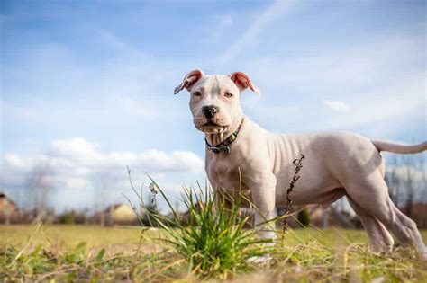 White Pit Bulls: Everything You Need to Know About These Rare Dogs - A ...