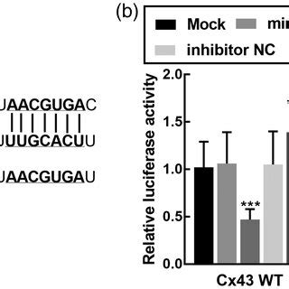 The Expression Levels And Correlation Of Mir P And Cx Mrna In