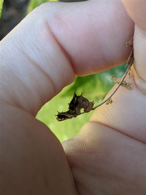 #caterpillar on Tumblr