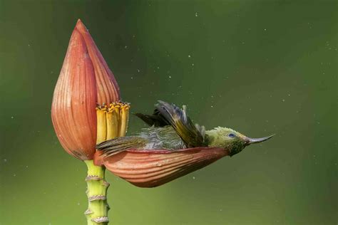 Wildlife Photography Awards 2020 Bird In A Flower Petal And Other Winners