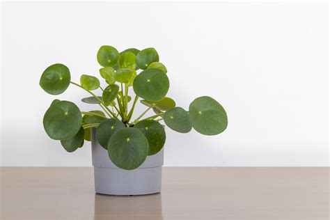 The Feng Shui Money Plant And How To Place One