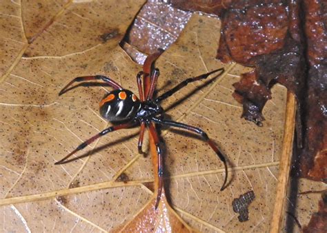 Speed Dating The Spiders Black Widows Field Station