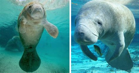 Who is this Manatees? - koppiz