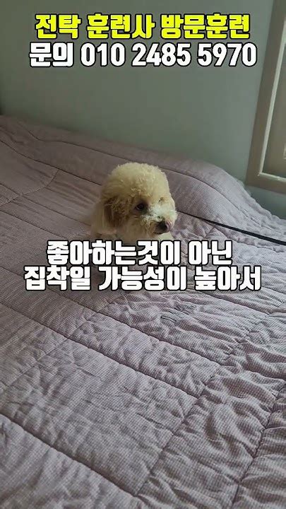 강아지가 현관쪽에서 기다려요 강아지분리불안 강아지집착 강아지껌딱지 강아지교육 강아지방문훈련 Youtube