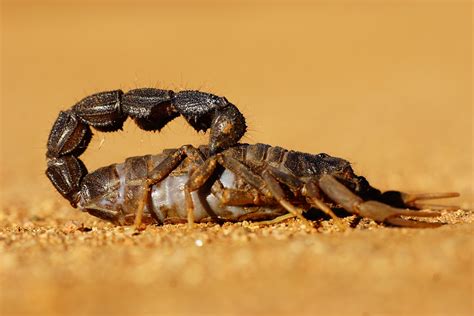 Spiritual Meaning Of Dreaming Of A Scorpion Understanding The