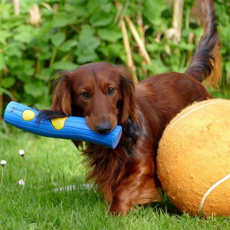 Grooming Long-Haired Dachshunds: The Essential Guide with Photos