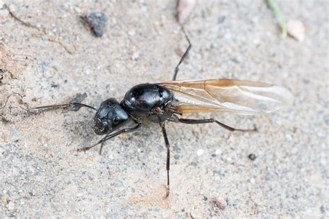 Camponotus Japonicus Iisdw