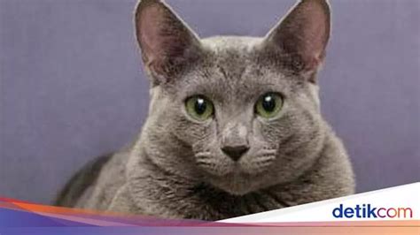 Jenis Jenis Kucing Di Dunia Ciri Sifat Dan Keunikannya Coon