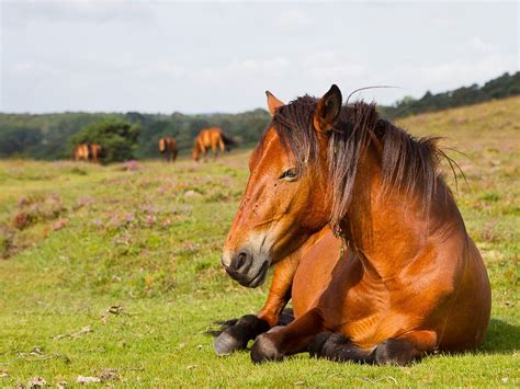 New Forest New Forest Horses Horse Breeds