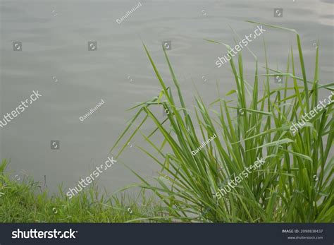 Weeds Thrive River Bank Stock Photo 2098838437 Shutterstock