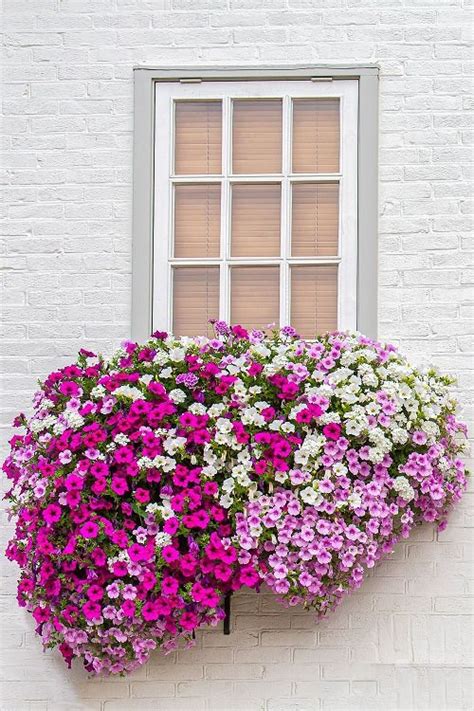 Most Beautiful Plants For Window Boxes Balcony Garden Web