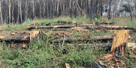 Dall Aspromonte A Catanzaro La Pineta Di Siano Riprende Vita Dopo Gli