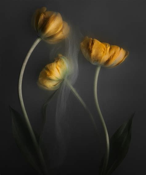 Tulips from the Netherlands on Behance