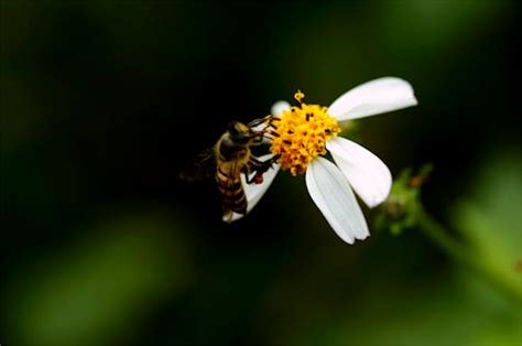 Macro Photography Of A Bee · Free Stock Photo