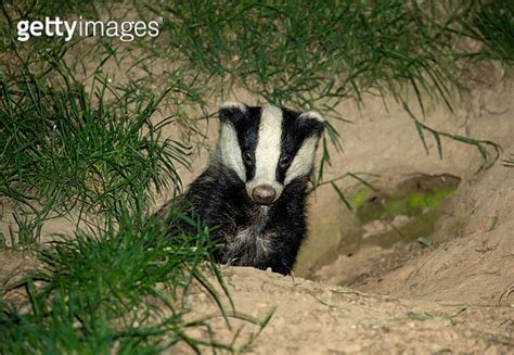 Badger Scientific Name Meles Meles Wild Native Badger In Natural