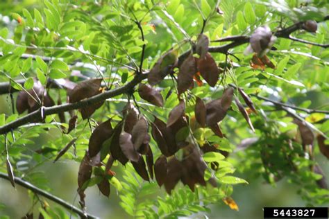 Water Locust Gleditsia Aquatica