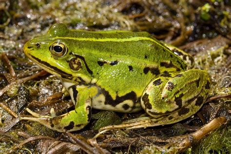 Pelophylax Lessonae En Hábitat Natural Imagen de archivo Imagen de