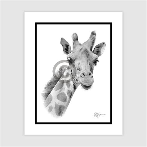 Giraffe And Baby Pencil Drawing