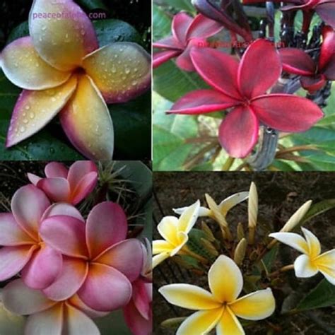 Plumeria Cuttings - Etsy