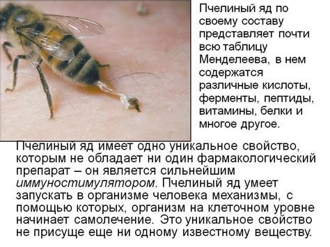 Польза и вред пчелиного яда на организм. Действие пчелиного яда на ...
