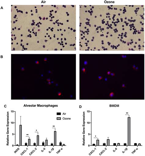 Uptake Of Bronchoalveolar Lavage Fluid Balf Microvesicles Mvs By