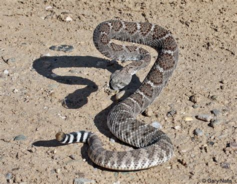 California Rattlesnakes