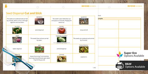 Seed Dispersal Cut And Stick Worksheet Beyond