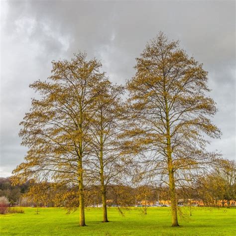 Italian Alder Alnus Cordata Bare Root Tree Saplings Or Windbreak Trees