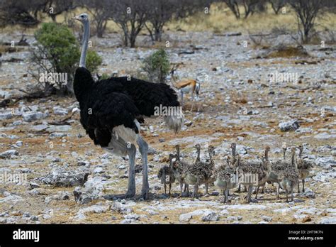 Mother Ostrich With Its Babies At Etosha National Park In Namibia Stock