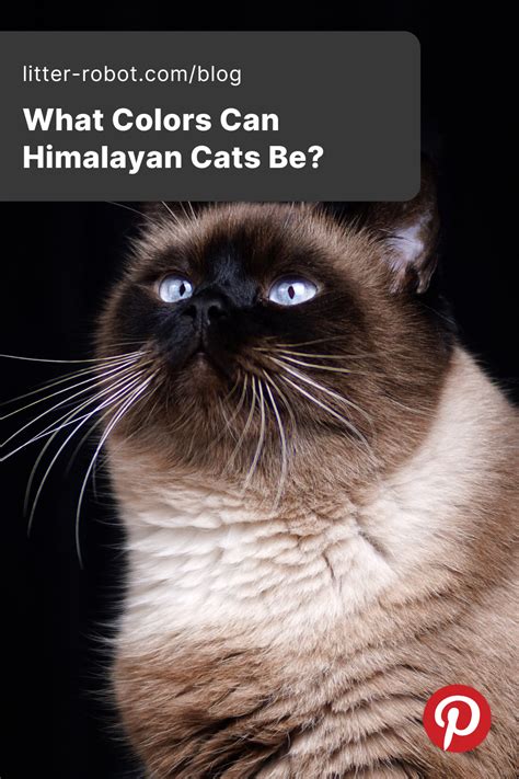 Himalayan Cat Colors - Top 10 Colors from Common to Rare