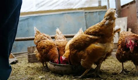 Most Common Chicken Coop Mistakes You Must Avoid