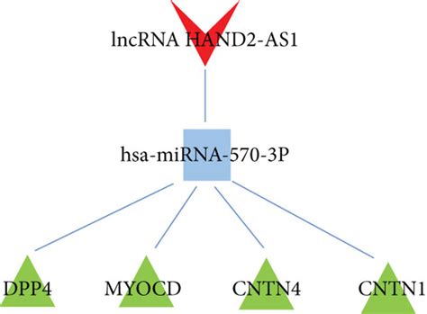 Cerna Regulatory Network Of The Mirna Bound By Hand As And The Gene